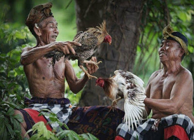 Ayam Jago Bali: Mengungkap Tradisi, Budaya, & Keunikan Lokal